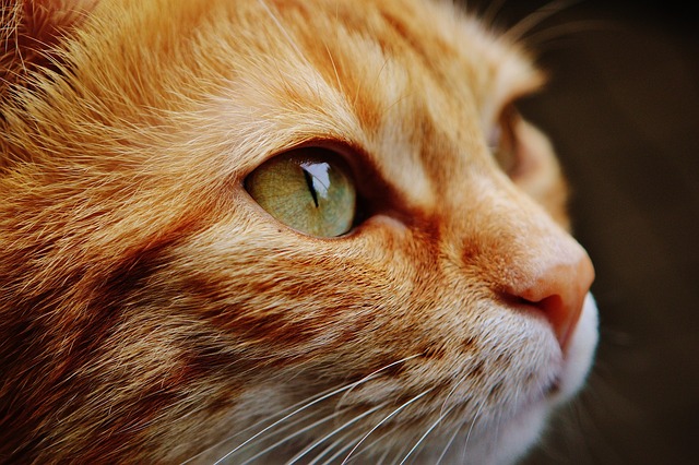 Van bedreigde soorten tot huiskatten: een diepe duik in dierenzorg, gedrag en hun natuurlijke wereld